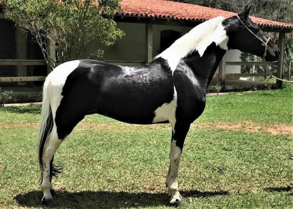 Cavalo Puruca 