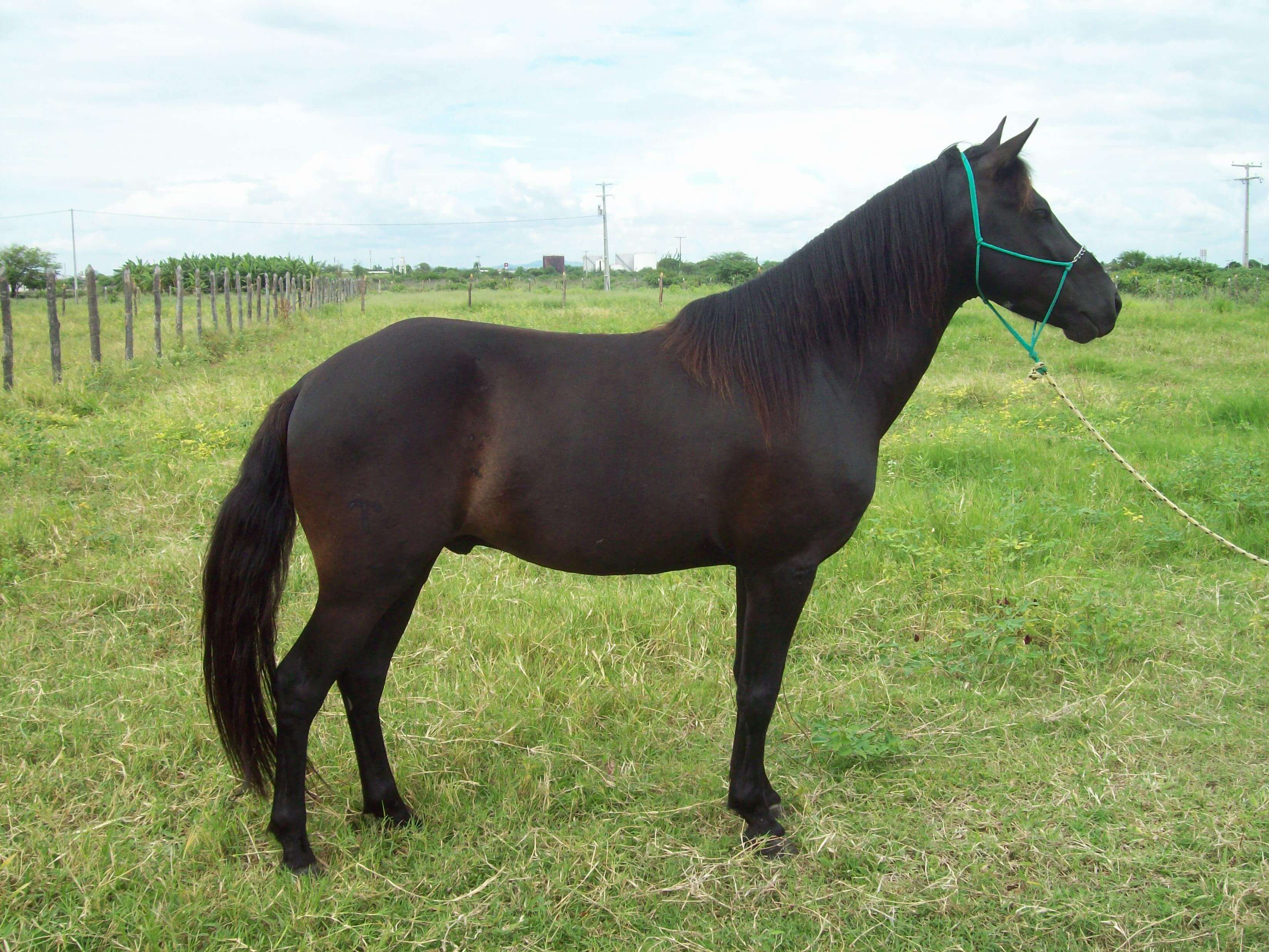 Cavalo Pantaneiro
