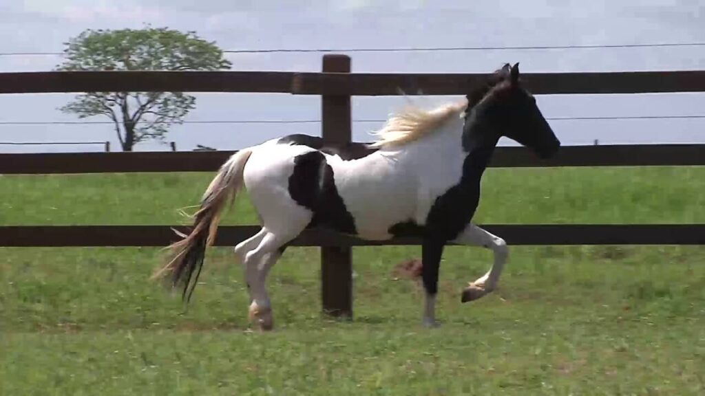 Cavalo Piquira