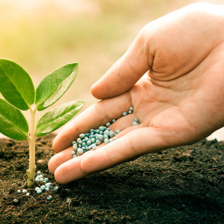 A importância dos fertilizantes para a agricultura